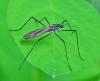 Gnophomyia sp.